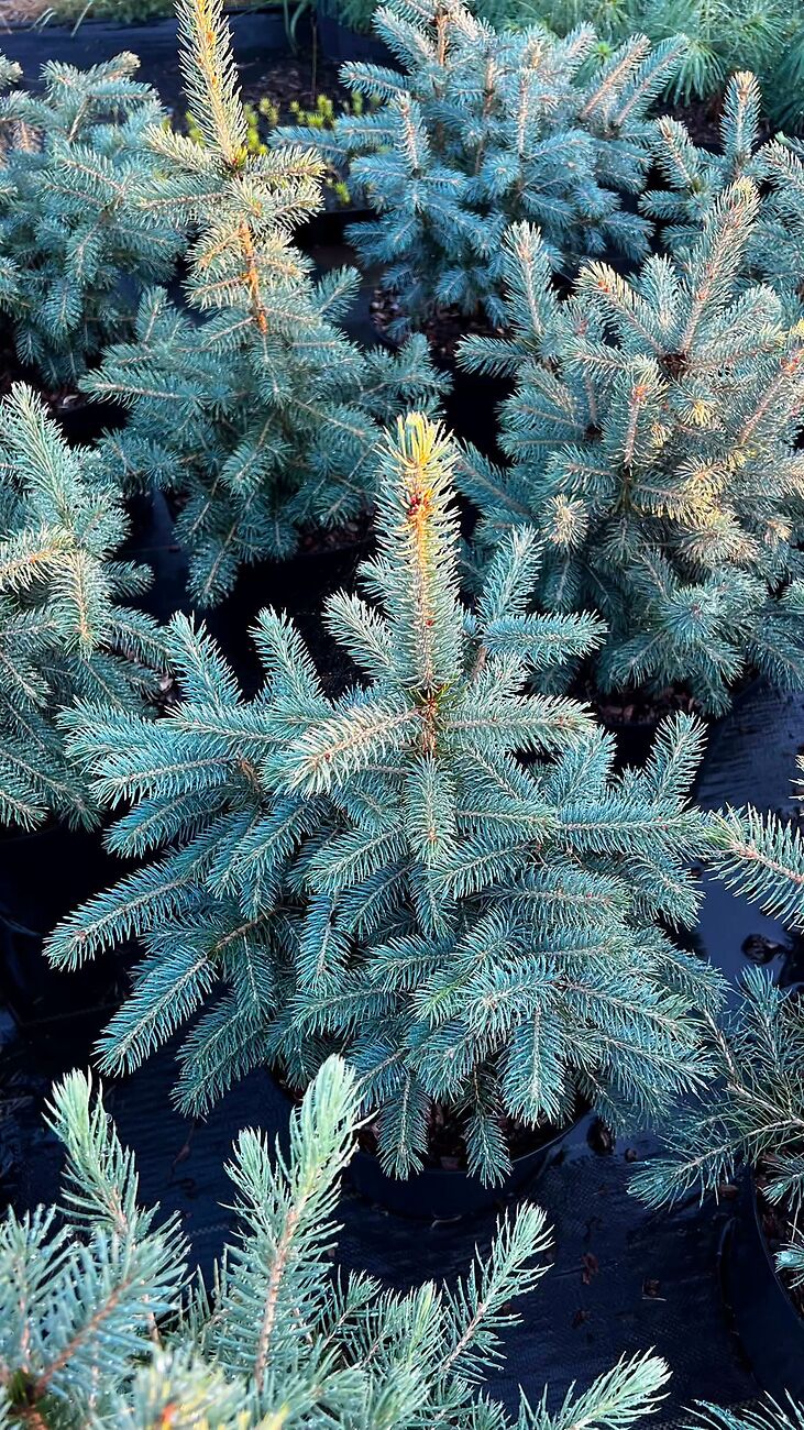 Ялина колюча блакитна Majestic Blue