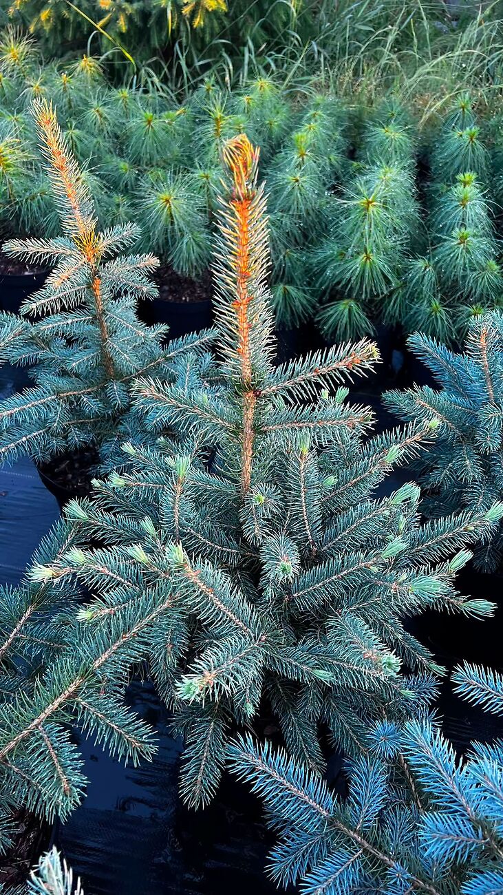 Молоді блакитні ялини в розсаднику Cedrus